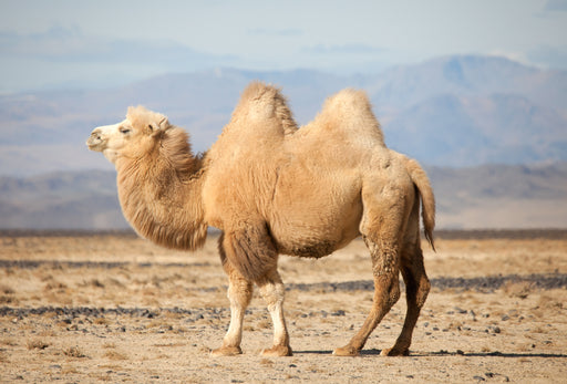camel hair