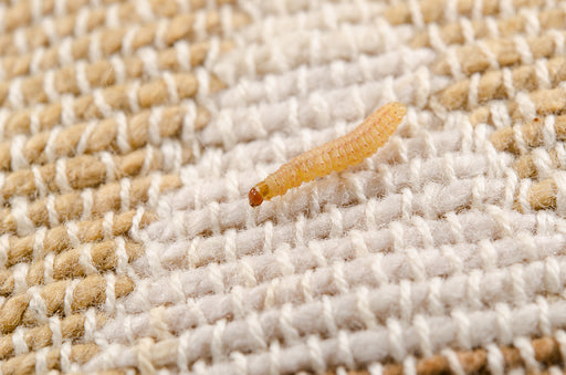 a close up of a Carpet Moth Larva