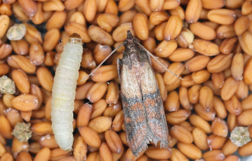 a close up of a Pantry Moth and its Larva sitting on grain