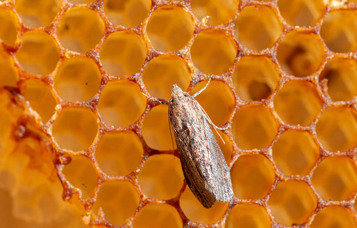 a close up of a Wax Moth on honeycomb